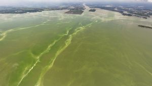 An aerial drone observed a yellowish-green bloom of cyanobacteria on the surface of a lake. The bloom has turned the water into varying shades of green. The shoreline is in the distance in the background.