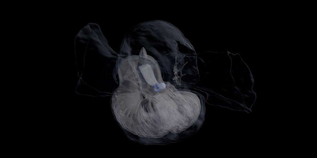 A screenshot from a computer animation generated from 3D scanning data depicts a tadpole-like larvacean inside a ribbed mucous house and a larger outer mucous filter. The background is solid black.