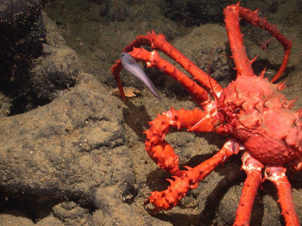A dusky-gray fish clings to the underside of the leg of a red crab. The fish has a tadpole-shaped body with a tapering tail. The crab has a spiny body with two claws, a broad carapace, and six jointed legs. The background is rocky seafloor covered in a fine layer of brown sediment.