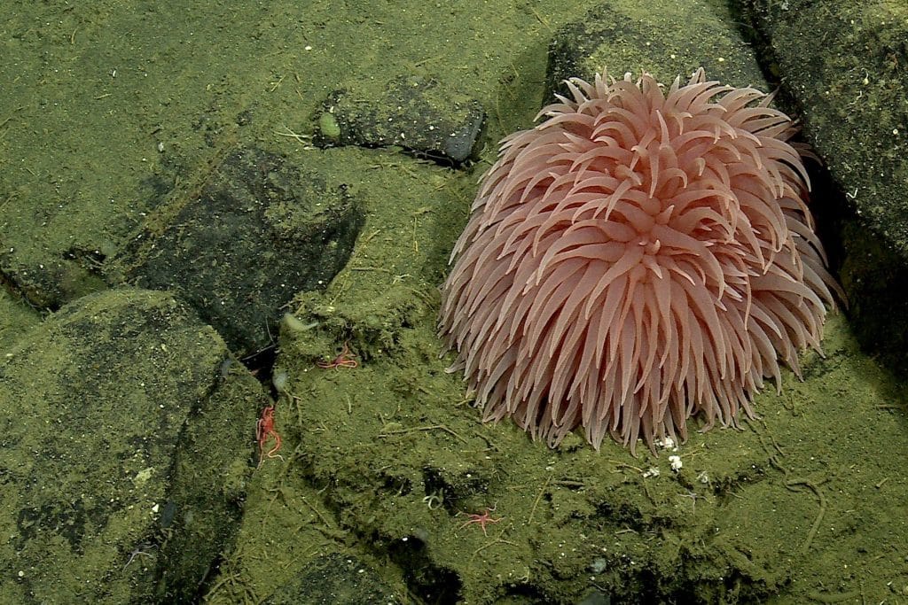 A pink sea anemone with a round body and droopy tentacles that taper to a pointy tip. This screen capture from underwater video shows an animal nestled between rocks covered in greenish brown sediment and red brittle stars.