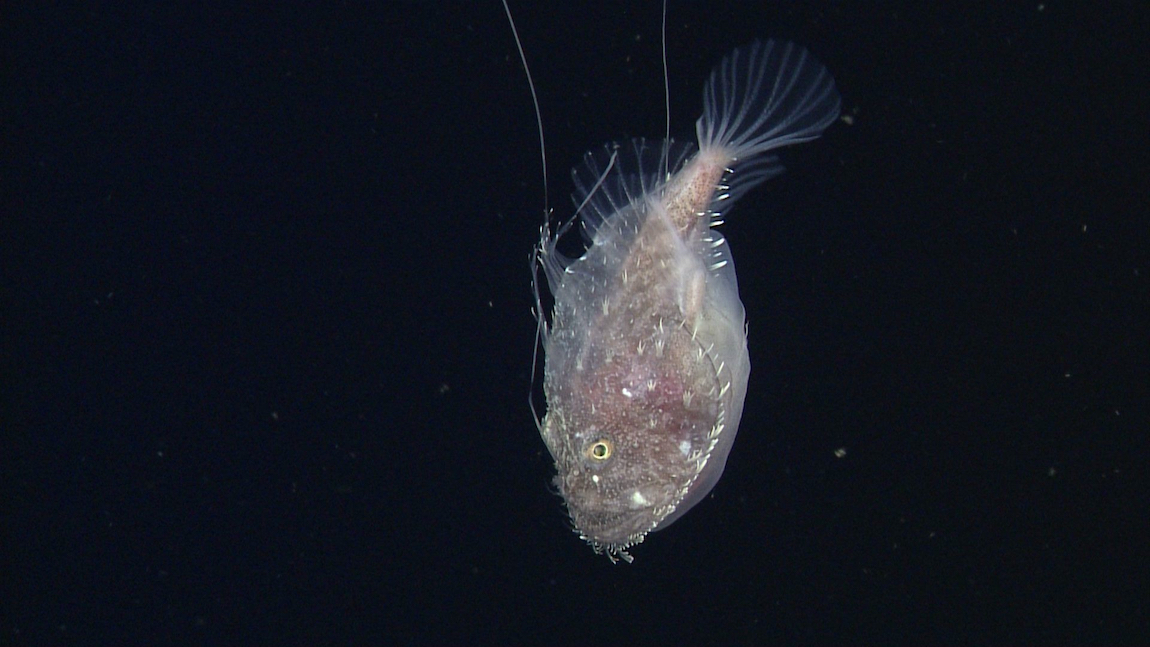 Deep-sea anglerfish • MBARI