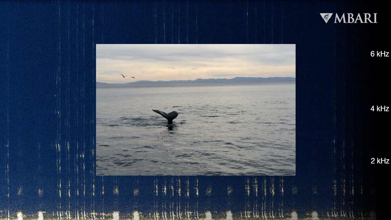 An enchanting winter whale song from deep below Monterey Bay