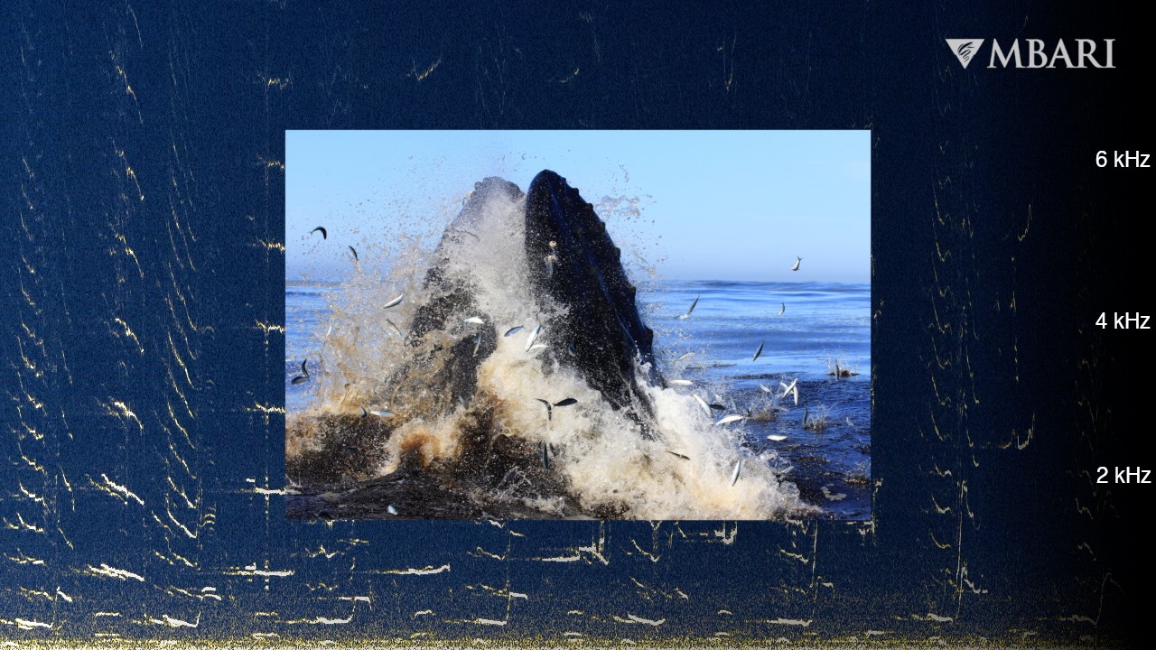 Spring in Monterey Bay