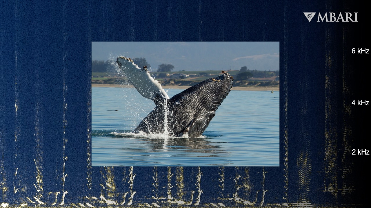 Summer in Monterey Bay