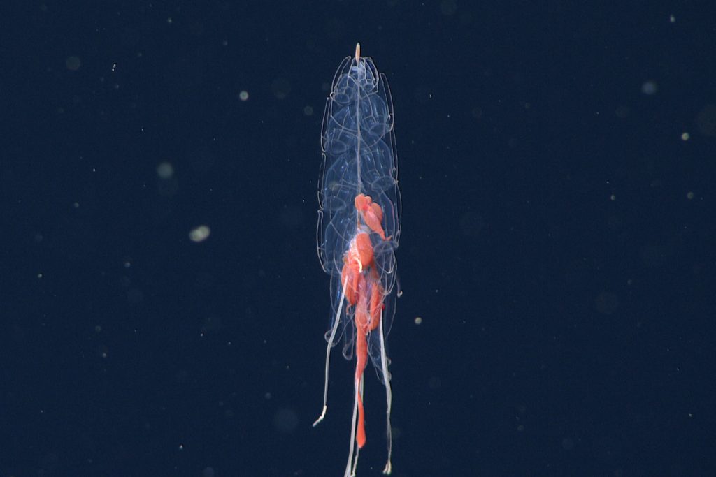 A jelly-like siphonophore swims in dark blue water. It has several pairs of swimming bells with orangish-red zooids hanging below.