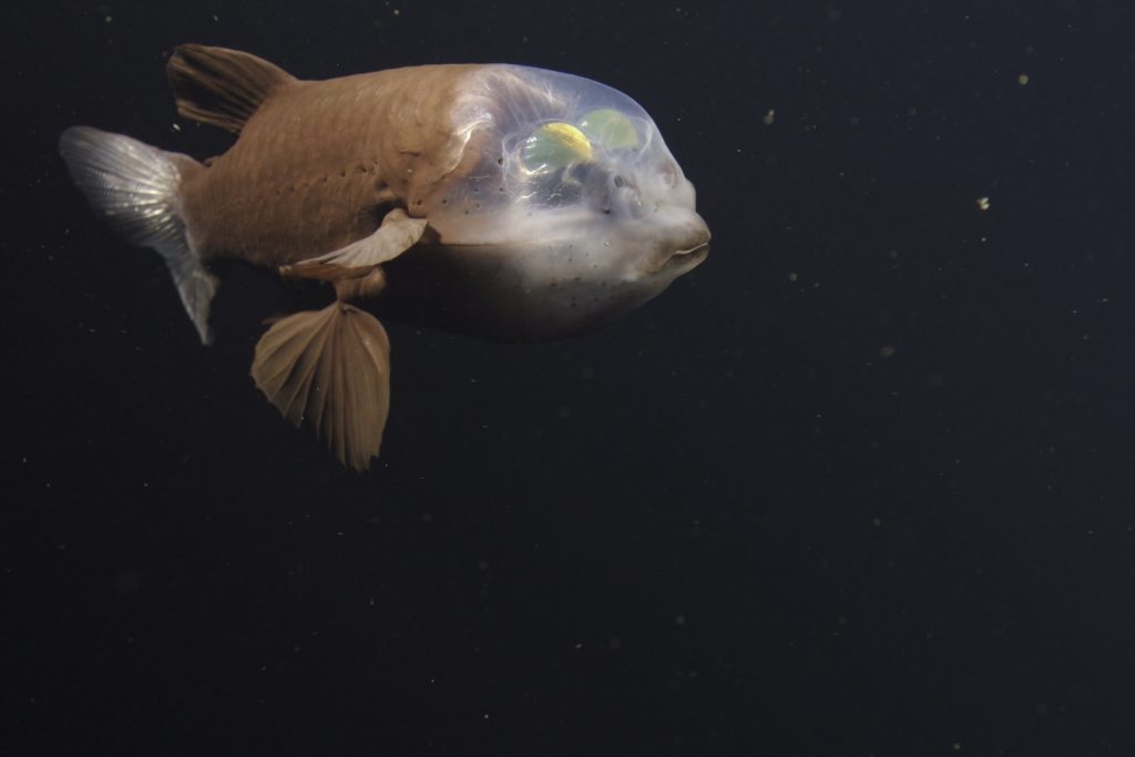 A deep-sea barreleye fish with a transparent head and tubular green eyes drifts in open water.