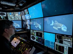 A scientist sits in the dark submersible control room aboard a research ship, watching a wall of screens displaying a live video feed from an underwater robot of a deep-sea barreleye fish.