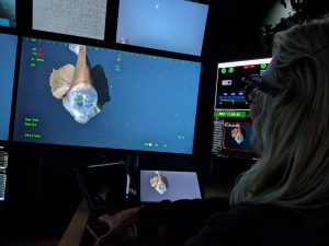 A scientist sits in the dark submersible control room aboard a research ship, watching a wall of screens displaying a live video feed from an underwater robot of a deep-sea barreleye fish.