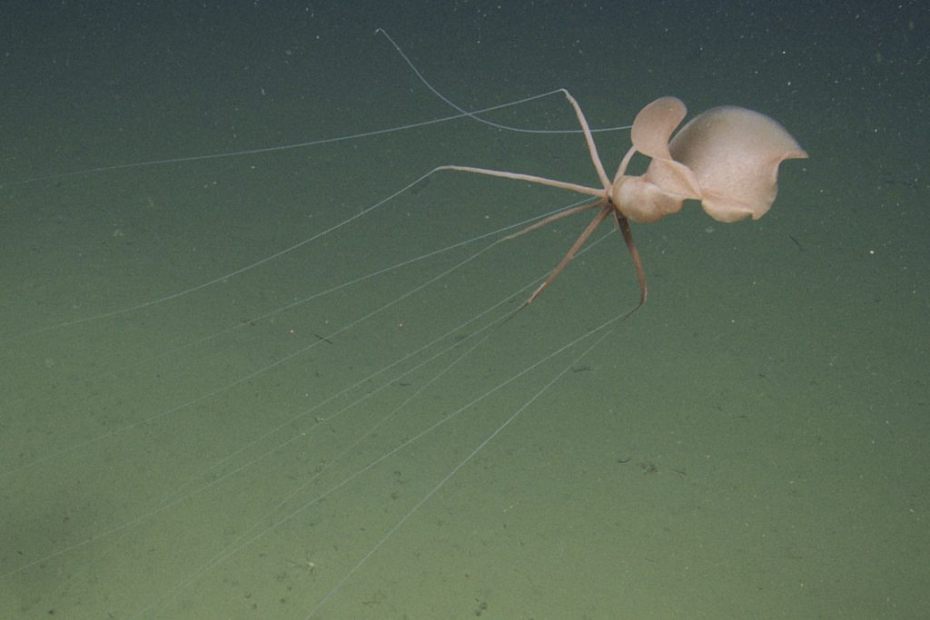 A reddish-pink squid with two large rippling fins and 10 long, jointed arms hovers above the greenish-brown muddy seafloor.