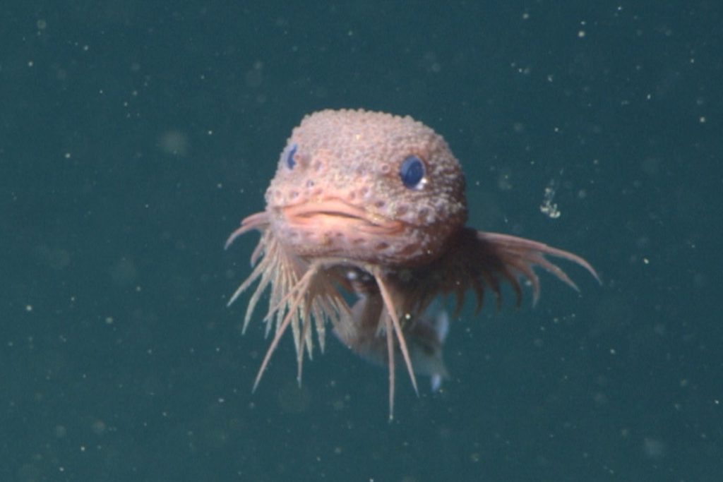 A pale pink deep-sea snailfish swims just above the deep seafloor. The snailfish has a tadpole-shaped body. It is facing the camera and has a wide mouth, large lips, broad fins, and a bumpy appearance. The background is dark greenish-blue water with several drifting bits of organic material.