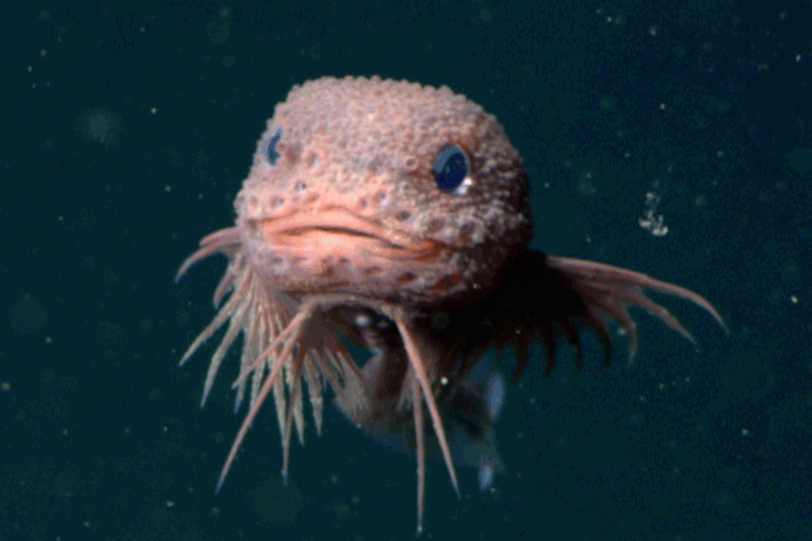 An animation alternates between a photo of a pale pink deep-sea snailfish swimming and a lab scan of the fish’s skeleton. The snailfish has a tadpole-shaped body. It is facing the camera and has a wide mouth, large lips, broad fins, and a bumpy appearance. The background is dark greenish-blue water with several drifting bits of organic material. The lab scan of the fish’s skeleton shows the bones of the fish’s skull and backbone in white on a solid black background with a white text label that reads CT Scan at the bottom right.