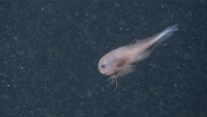 A pale pink deep-sea snailfish swims just above the deep seafloor. The snailfish has a tapering, tadpole-shaped body. It is facing the left side of the frame and has large eyes, a wide mouth, broad fins, and a bumpy appearance. The background is dark blue water with several drifting bits of organic material and sediment.