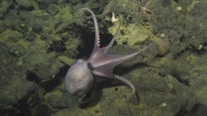 A pale purple octopus with a bulbous body, black eyes, and eight thin arms crawls over the rocky seafloor. The octopus is perched on a large greenish-black rock covered in fine brown sediment. Its body is pointed to the left and its arms to the right. The background is greenish-black rocky seafloor.