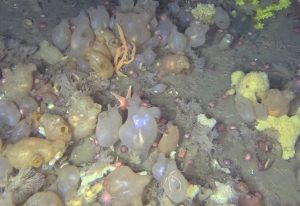 A community of invertebrates thrives on the Antarctic seafloor. Globular brown gelatinous sea squirts fill most of the frame, with several spiky yellow sponges, branched orange sponges, pink sea urchins, and orange sea stars. The background is brown muddy seafloor.
