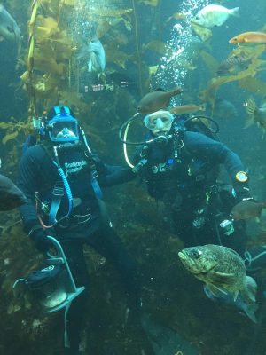 Two engineers wearing black wetsuits and scuba gear dive in an aquarium exhibit. In the foreground is a mottled green fish. In the background are large fronds of golden-brown kelp and assorted fishes and seaweeds.
