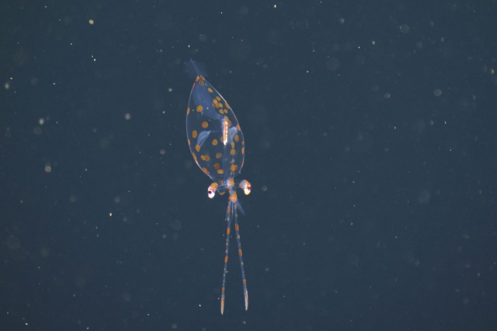 A juvenile squid swims in open water. The squid has a transparent, bulbous body covered in orange spots with eight short arms and two long tentacles. The background is dark blue, almost black, water.