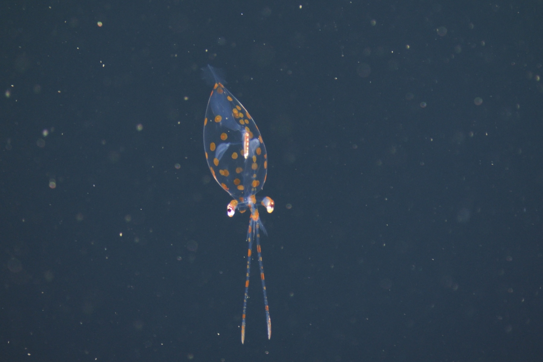 MBARI deep-sea robot films juvenile glass squid in Monterey Bay