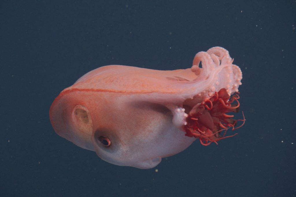 An octopus swims in open water. The octopus has a bulbous reddish-pink body with a pale white underside. The octopus is holding a bright red jelly in its arms and swimming away from the camera. The background is dark blue water.