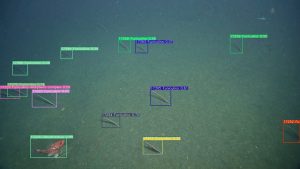 A machine learning model places 13 multi-colored boxes around objects in underwater video. Each box is labeled with a number, the name of the object, and a score for certainty of identification. The underlying video is brown muddy seafloor with an orange fish at the bottom left and several stick-like sea pens across the middle of the frame.
