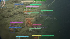 A machine learning model identifies marine life in underwater video. The video shows a rocky wall with several corals, sea stars, and other invertebrates with endless black water in the background. The model overlays brightly colored boxes labeled with the animal’s scientific name and a confidence score on the image underneath.