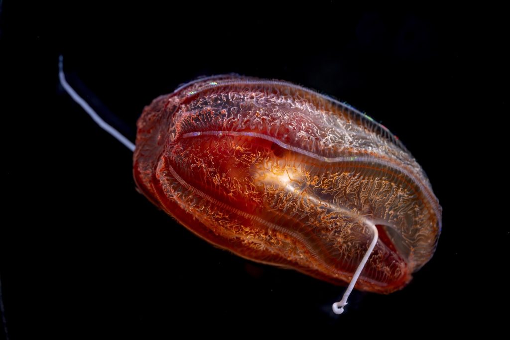 A large red comb jelly swims in an aquarium exhibit. The comb jelly has a melon-shaped body with eight furrows, eight iridescent comb rows, several small squiggly canals, and two white tentacles. The background is the solid black lining of an aquarium exhibit.