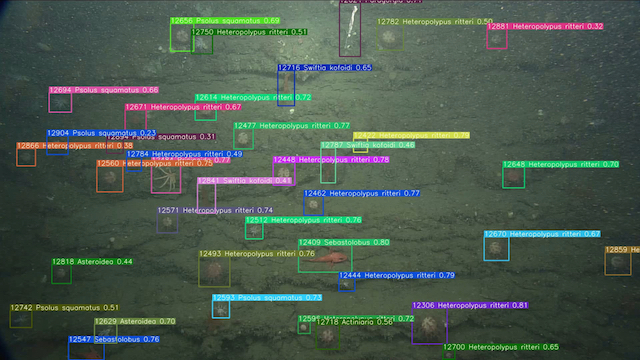 Ocean Vision AI uses the power of artificial intelligence to process ocean imagery
