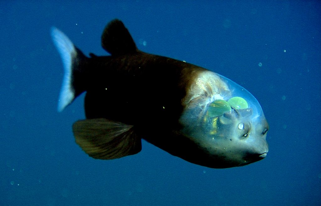 Barreleye fish (Macropinna microstoma)