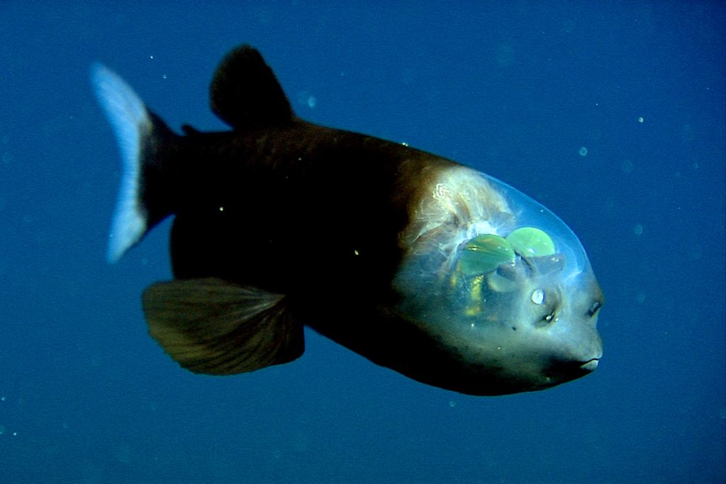 A barreleye fish with a transparent head, large, tubular, green eyes, a dark brown body, large brown fins, and a transparent tail. This image is a screen capture from underwater video filmed in the midwater with a blue background and drifting particles of marine snow.