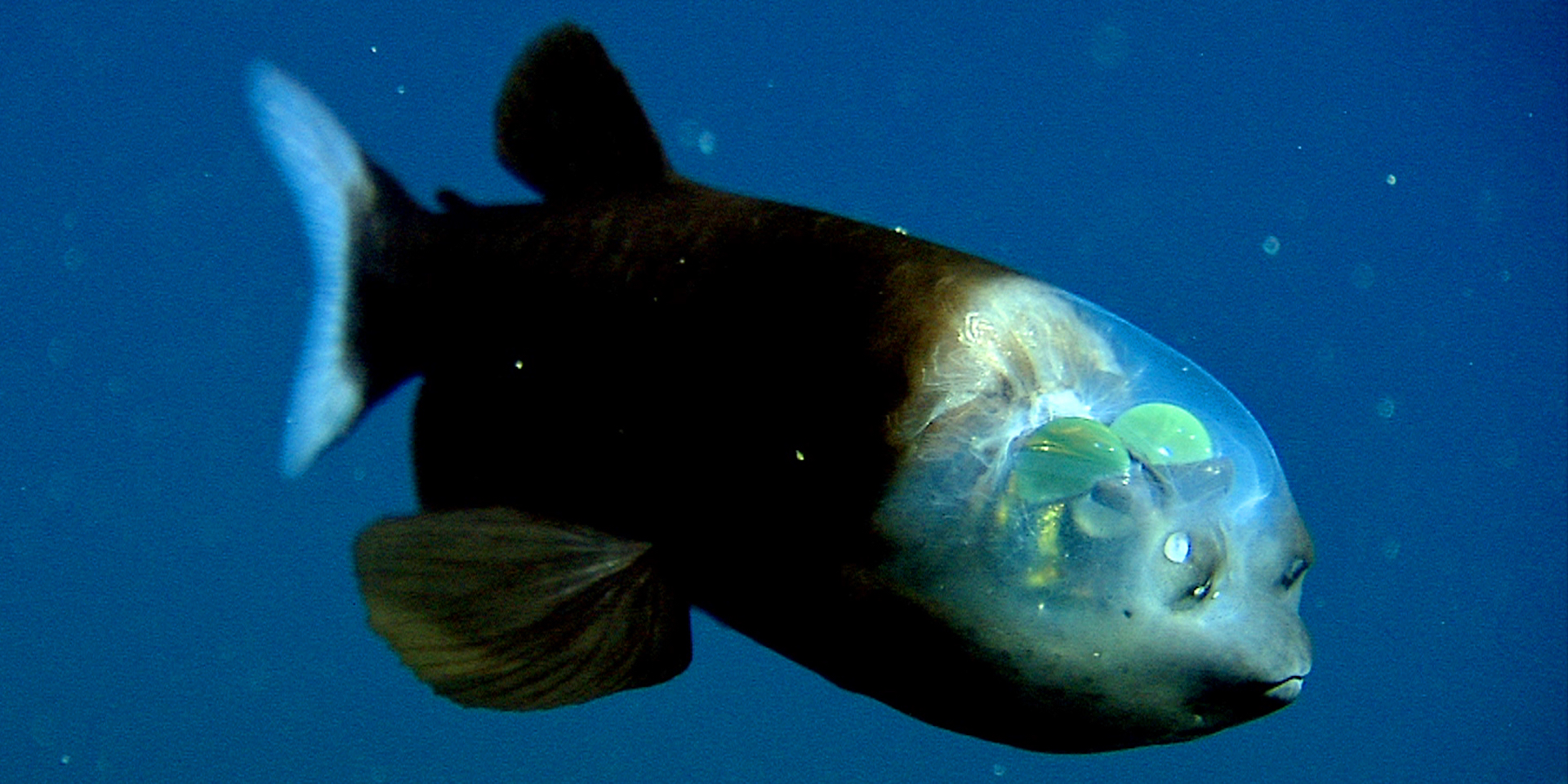 Researchers solve mystery of deep-sea fish with tubular eyes and transparent  head • MBARI