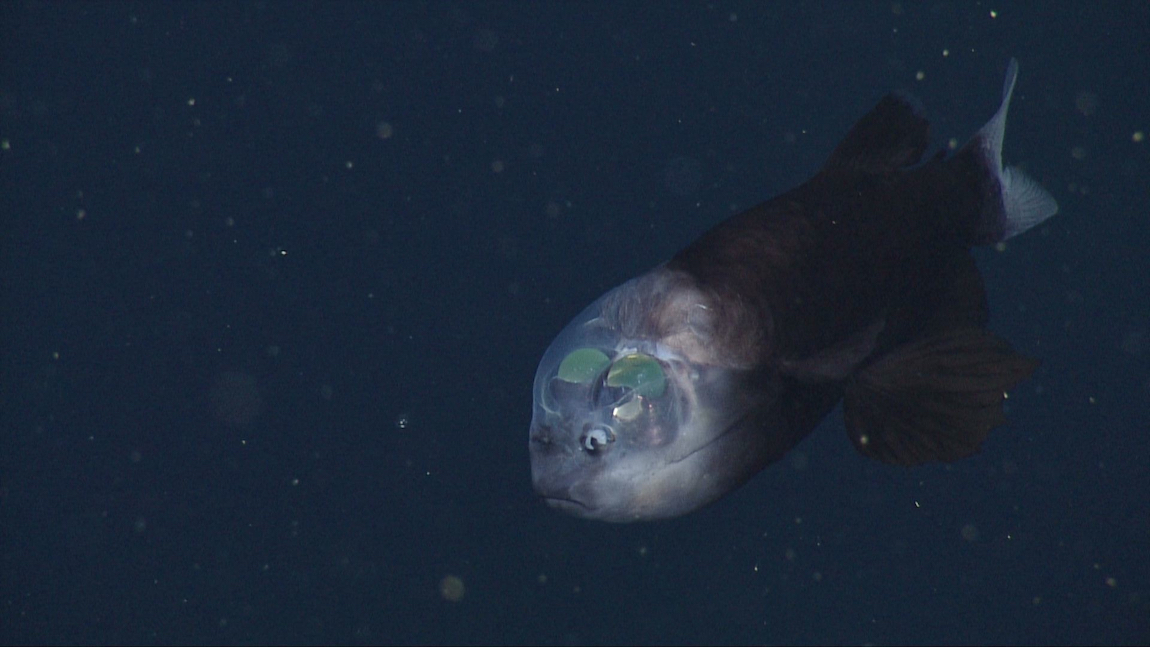 Researchers solve mystery of deep-sea fish with tubular eyes and  transparent head • MBARI