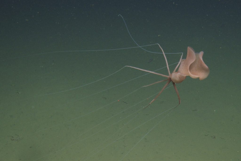 A reddish-pink squid with two large rippling fins and 10 long, jointed arms hovers above the greenish-brown muddy seafloor. Its large, undulating fins are folded like a taco. Its arms are trailing fine filaments close to the seafloor.