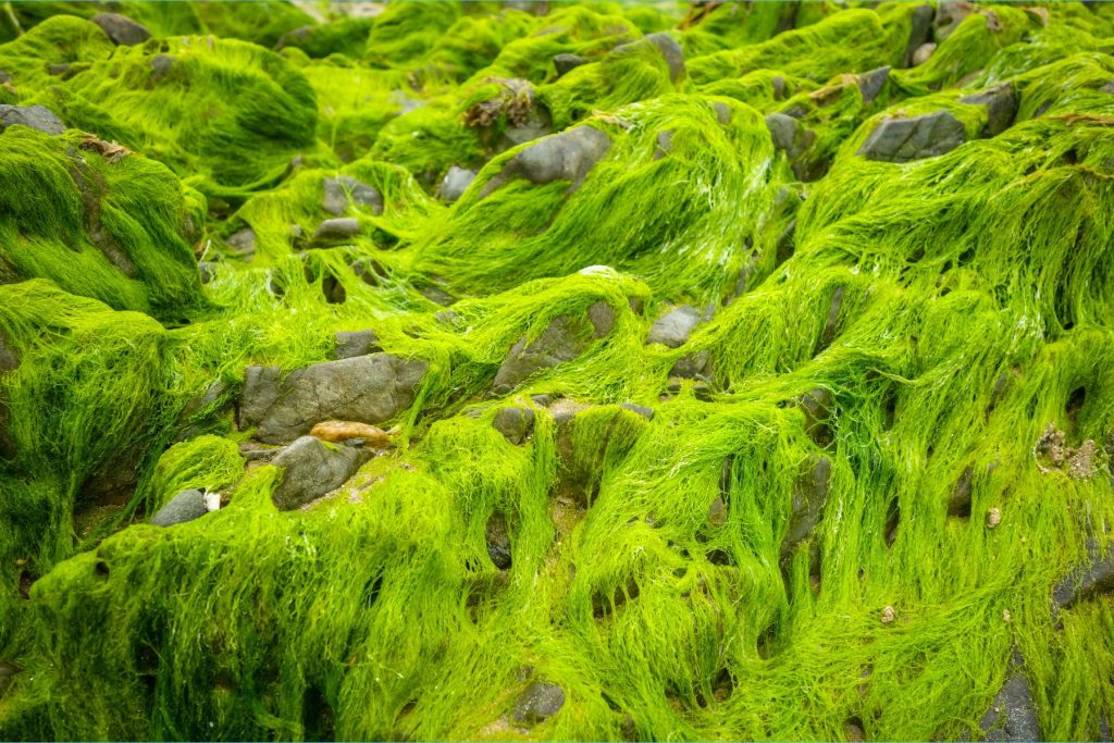 Marine Algae Featured Image