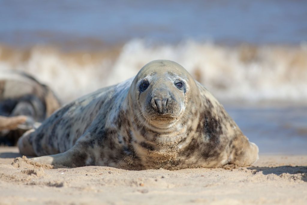 Marine Mammal Stranding featured image