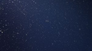 Small brown particles of drifting organic material sink through the water column. The background is dark blue water.