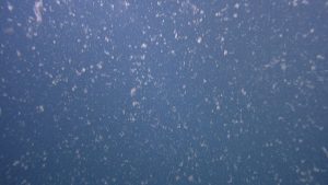 Flurries of translucent-white gelatinous organic material rain down to the deep sea from the waters above. The background is an endless expanse of gray-blue water.