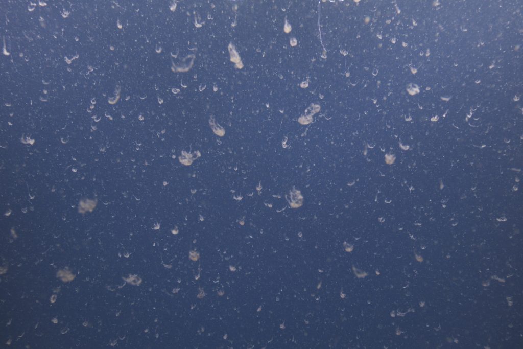 Flurries of transparent organic material known as marine snow slowly sink in open blue water.