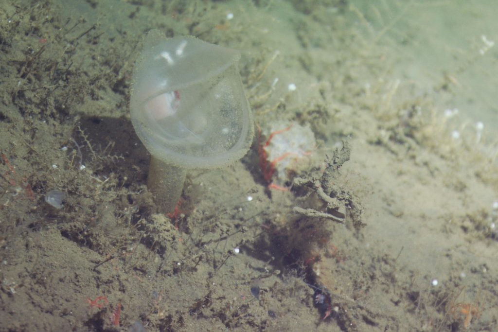 A translucent predatory tunicate opens its gelatinous hood to feed. Below the clamshell-shaped hood is a stalk attached to the seafloor. The background is seafloor covered in fine brown sediment and small filamentous invertebrates.