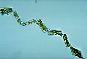 Seven diatoms, each a transparent rectangle with a green center, arranged in a kinked chain. Photographed by a light microscope with a pale blue background.