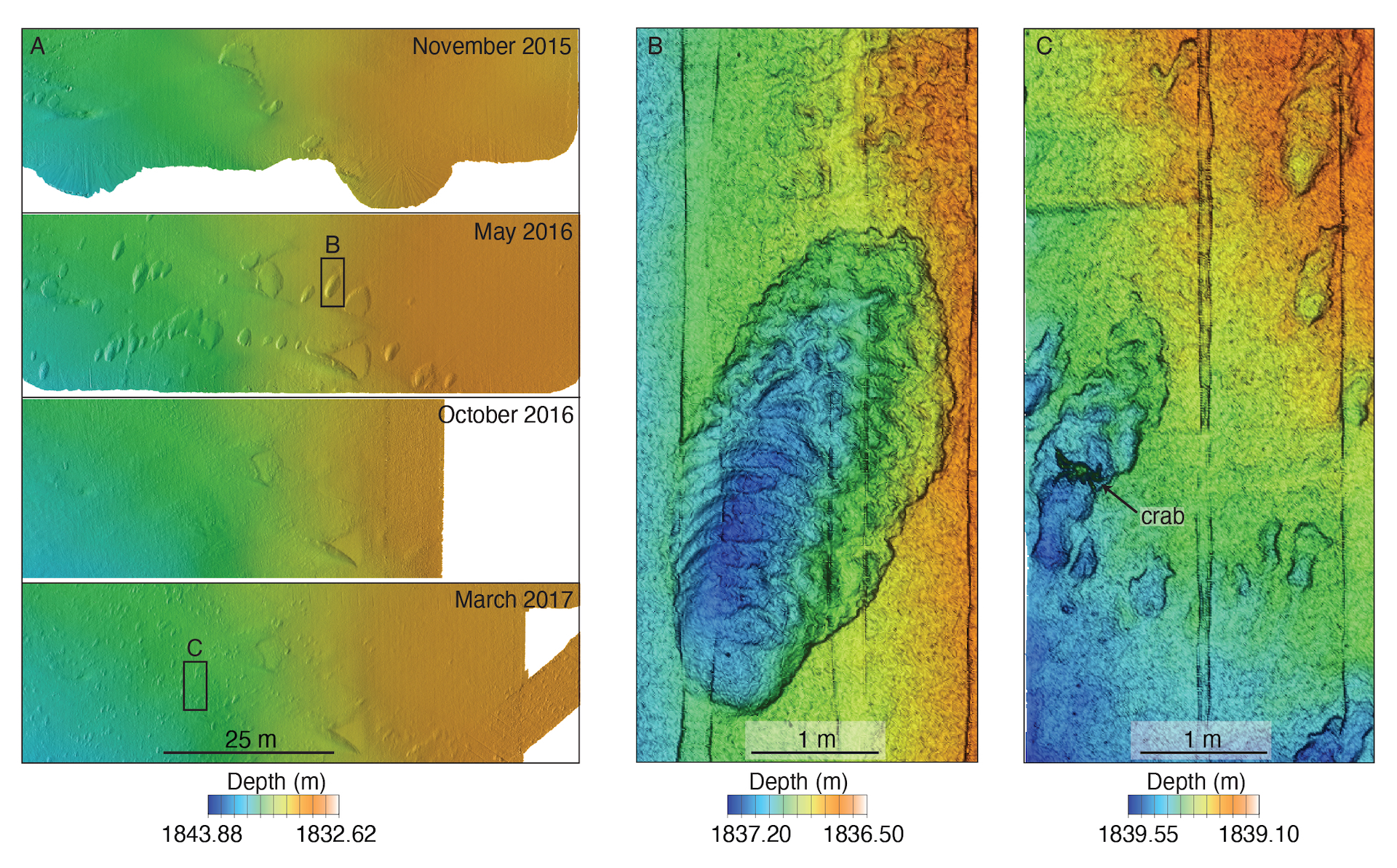 A series of bathymetry maps. To the left, four maps labeled A represent a location surveyed in November 2015, May 2016, October 2016, and March 2017 by sonar. The maps show a depth gradient, represented right to left by shifting colors from orange to yellow to green to blue. A black box on the second map is labeled B and a black box on the fourth map is labeled C. A black scale bar at the bottom represents 25 meters. A legend reads “Depth (m)” and shows the color gradient from orange and -1833 on the right to blue and -1844 on the left. The center map labeled B represents a scrape on the seafloor surveyed by lidar in May 2016. The map shows a depth gradient, represented from right to left by shifting colors from orange to yellow to green to blue. The scrape in the bottom two-thirds of the map is blue with a green edge. A black scale bar at the bottom represents one meter. A legend reads “Depth (m)” and shows the color gradient from orange and -1836.5 on the right to blue and -1837.2 on the left. The right map labeled C represents a location on the seafloor surveyed by lidar in March 2017. The map shows a depth gradient, represented from right to left by shifting colors from orange to yellow to green to blue. The site has one large blue scrape on the left, several smaller blue scrapes on the lower center, and two yellow mounds to the upper right. three smaller scrapes on the upper right. A black arrow labeled “crab” points to a green outline of a crab on the large blue scrape. A black scale bar at the bottom represents one meter. A legend reads “Depth (m)” and shows the color gradient from orange and -1839.10 on the right to blue and -1839.55 on the left.