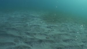 Several small streams of bubbles percolating out of the sandy seafloor in a coastal bay.