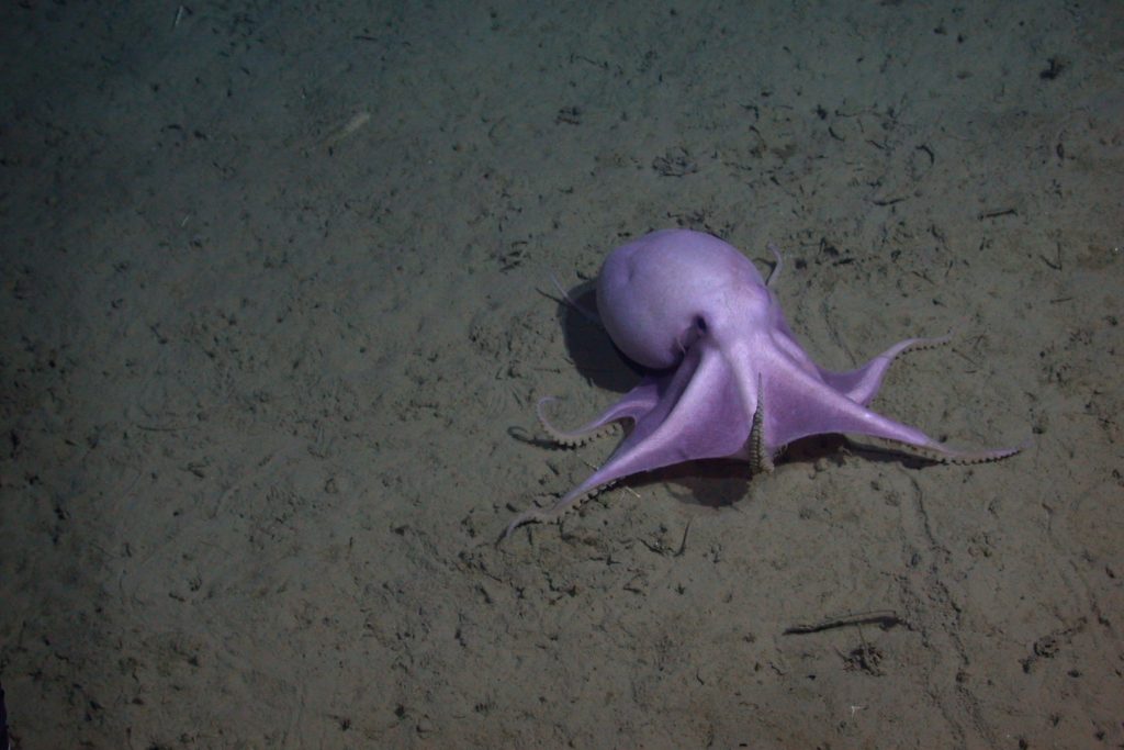 A pale purple octopus with a large, round body, small black eyes, and eight thin arms sits on the brown muddy seafloor. The octopus is spreading its arms apart, holding them upwards to reveal a thin webbing between the base of the arms.