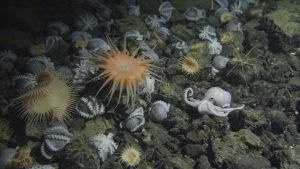 Several pale purple octopus nesting in between greenish-brown boulders. This screen capture from underwater video shows octopus oriented upside down with their arms and suckers exposed. Several pale orange sea anemones are interspersed among the nesting octopus, including a large peach-colored anemone in the center and a large pale-orange flytrap anemone on the left. On the right is a pale purple octopus moving along the rocks.