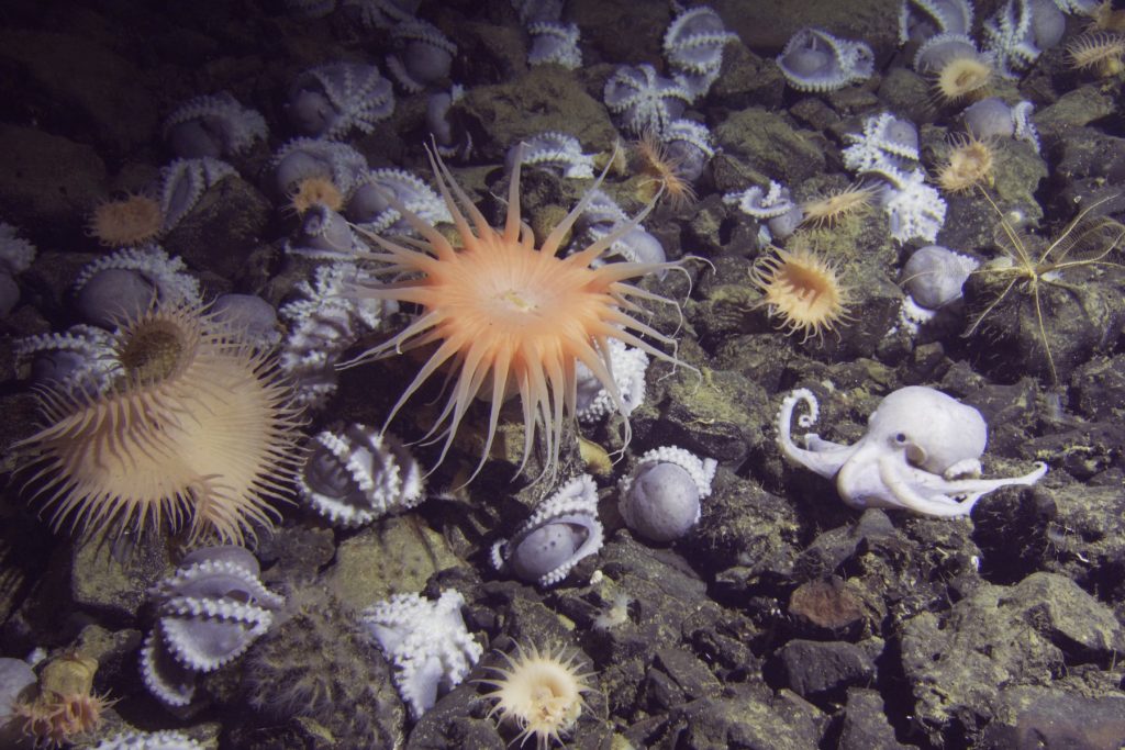 Several pale purple octopus nest in between greenish-black boulders on the deep seafloor. The octopus are oriented upside down in rocky crevices with their arms and suckers exposed. Several pale orange sea anemones are interspersed among the nesting octopus. In the foreground, a male octopus on the left extends his arms forward as he approaches a female octopus to the right.
