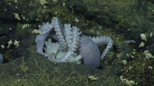 A pale purple octopus nesting in a rocky crevice. This screen capture from underwater video shows a female octopus oriented upside down with her arms and suckers exposed. Underneath are several pale white, sausage-shaped eggs. Several pale snails are clustered around the octopus on the greenish black rock.