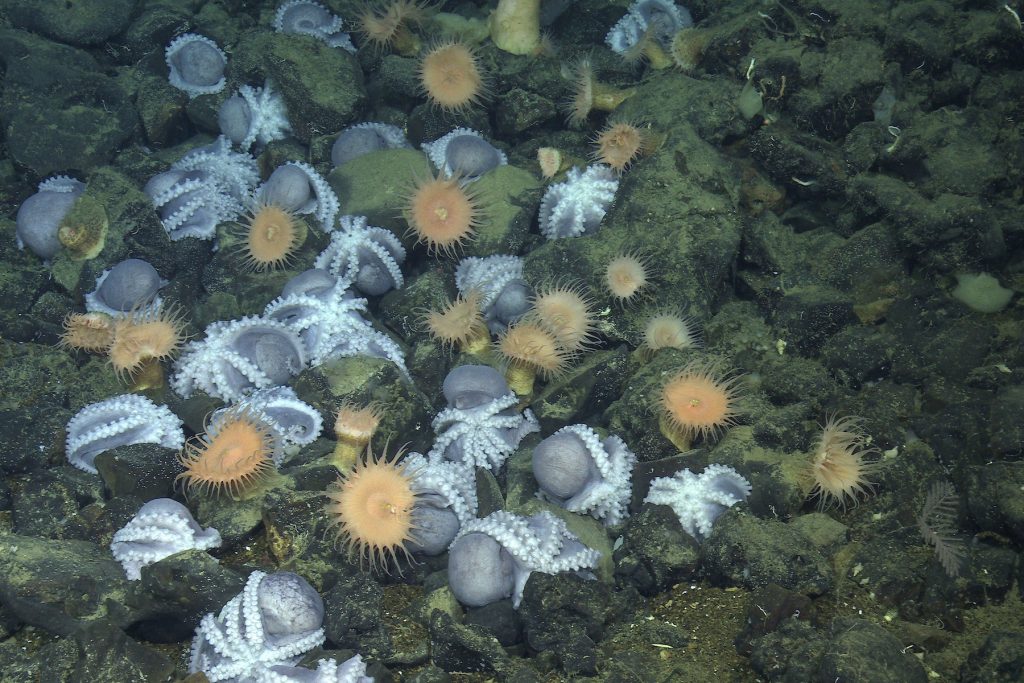 Several pale purple octopus nesting in between greenish brown boulders. This screen capture from underwater video shows octopus oriented upside down with their arms and suckers exposed. Several pale orange sea anemones are interspersed among the nesting octopus.