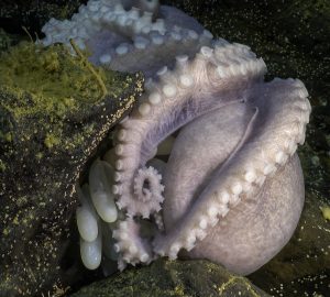 A pale purple octopus nesting in a rocky crevice. This screen capture from underwater video shows a female octopus oriented upside down with her arms and white suckers exposed. Underneath are several pale white, sausage-shaped eggs. Developing octopus embryos with small black eyes and milky-white bodies are visible inside three eggs. Brownish sediment and small organisms encrust the greenish black rocks.