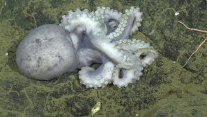 An octopus carcass on the deep seafloor. This screen capture from underwater video shows a carcass with a pale purple body and pale white, coiled arms lined with two rows of suckers. The carcass is lying on dark black rock that is covered in brown sediment.