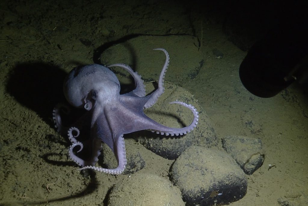 A pale purple octopus with a round body, black eyes, and eight thin arms sitting on the deep seafloor. This screen capture from underwater video shows an animal perched on a rock covered in fine brown sediment. Its body is pointed to the back and its arms are curled around the front. At the top right, a black canister holding a light is illuminating the octopus, casting shadows behind the octopus and creating a vignette effect with the edges of the frame left in dark shadows.