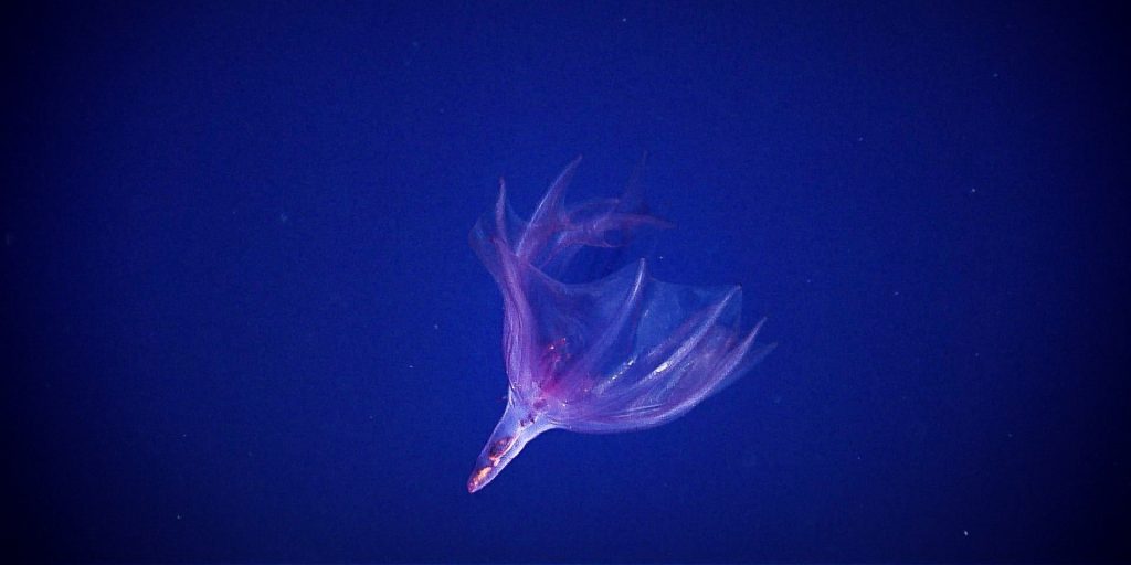 A translucent pink sea cucumber with webbed feeding tentacles swims in open water.