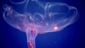 A translucent pink sea cucumber opens its webbed feeding tentacles while drifting in open blue water.